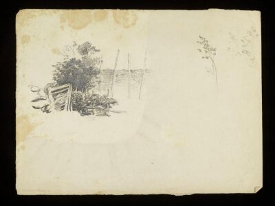 Vegetation and wooden fence