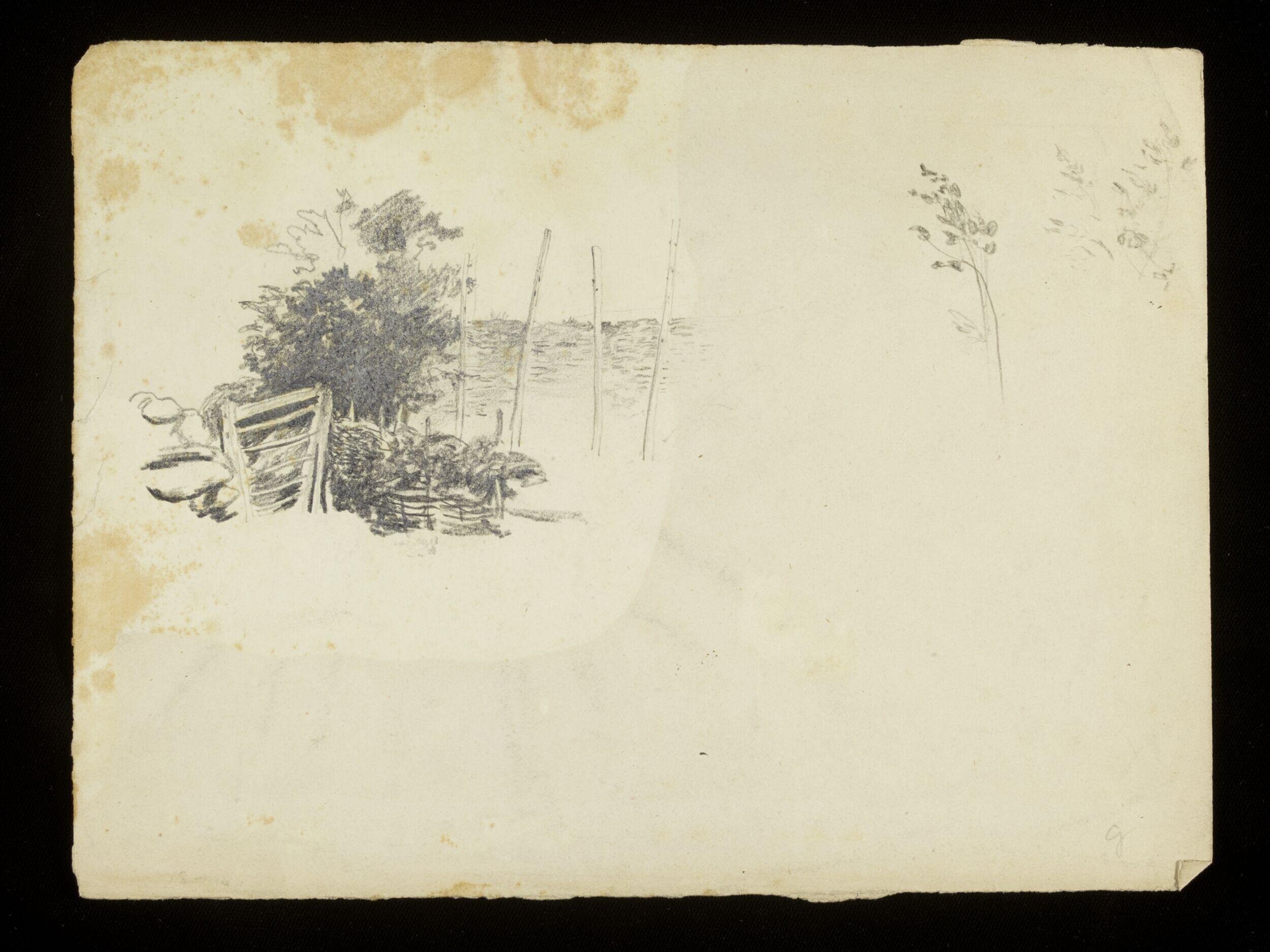 Vegetation and wooden fence