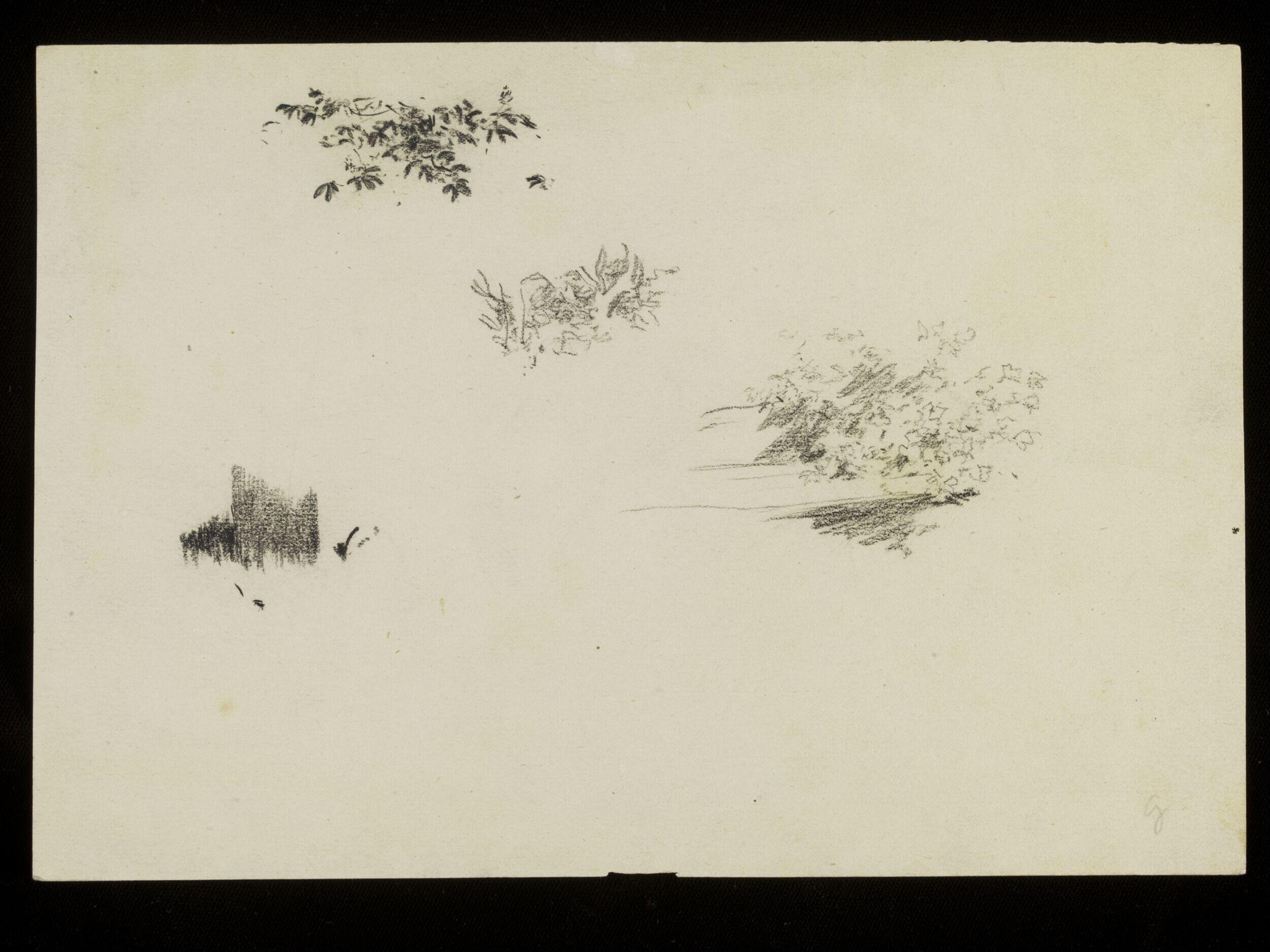 Foliage