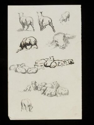Sheep and lambs