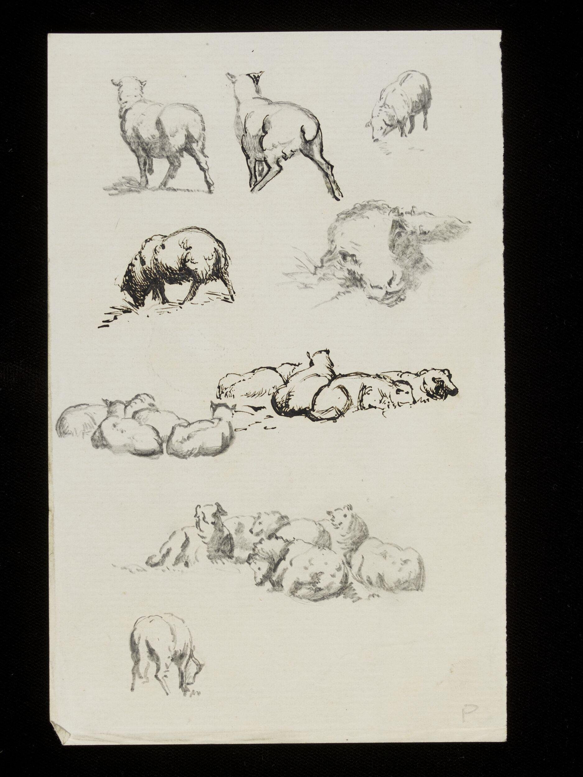 Sheep and lambs