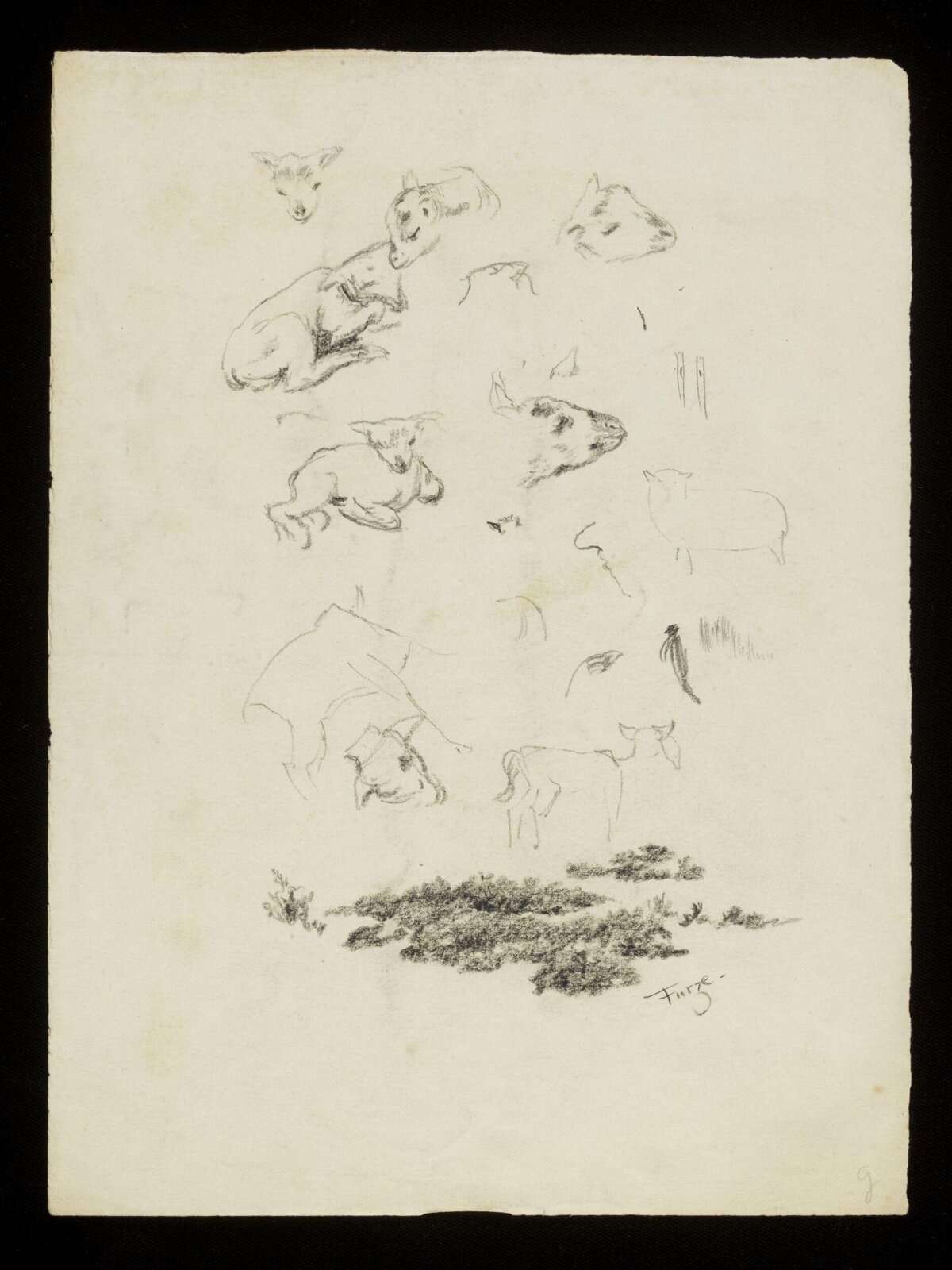 Lambs, Luke Fildes, ca. 1860-1927