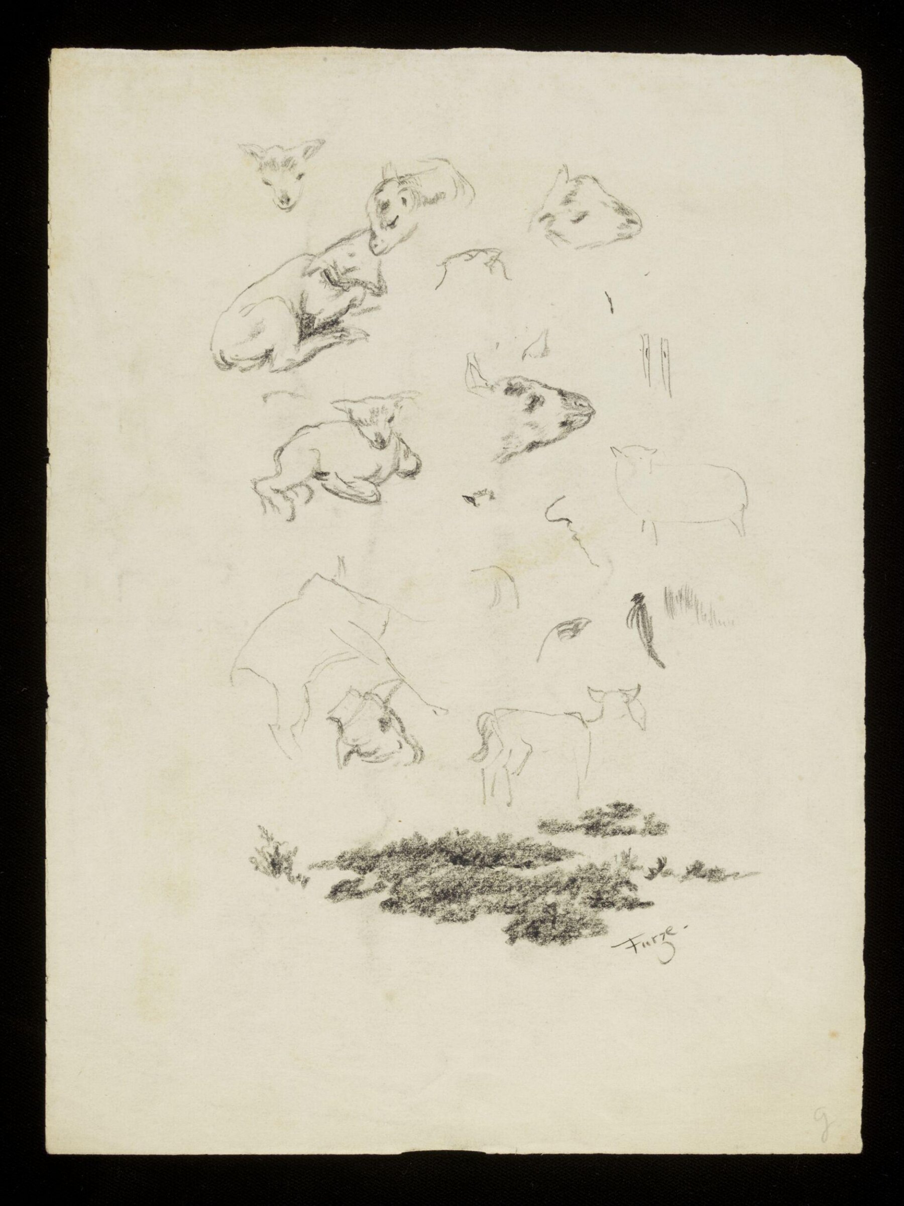 Lambs, Luke Fildes, ca. 1860-1927
