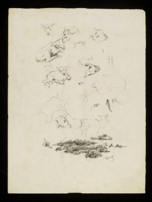 Lambs