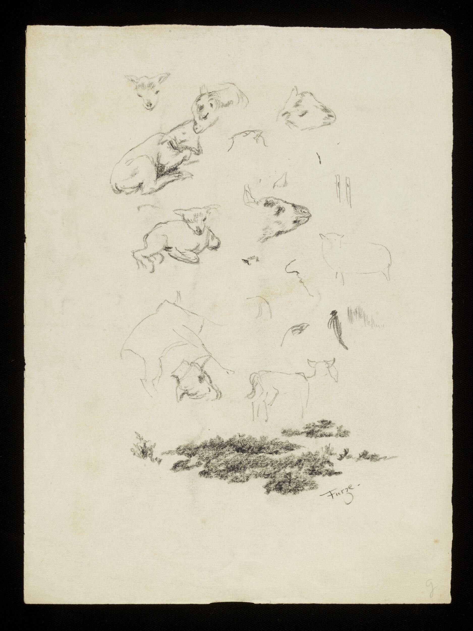 Lambs