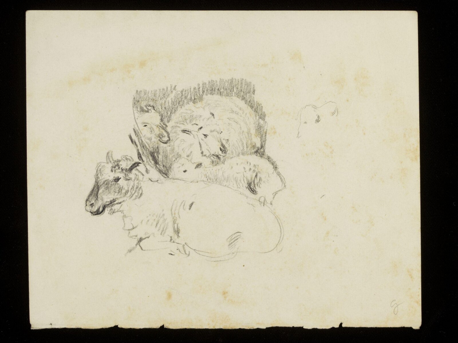 Sheep, Luke Fildes, ca. 1860-1927