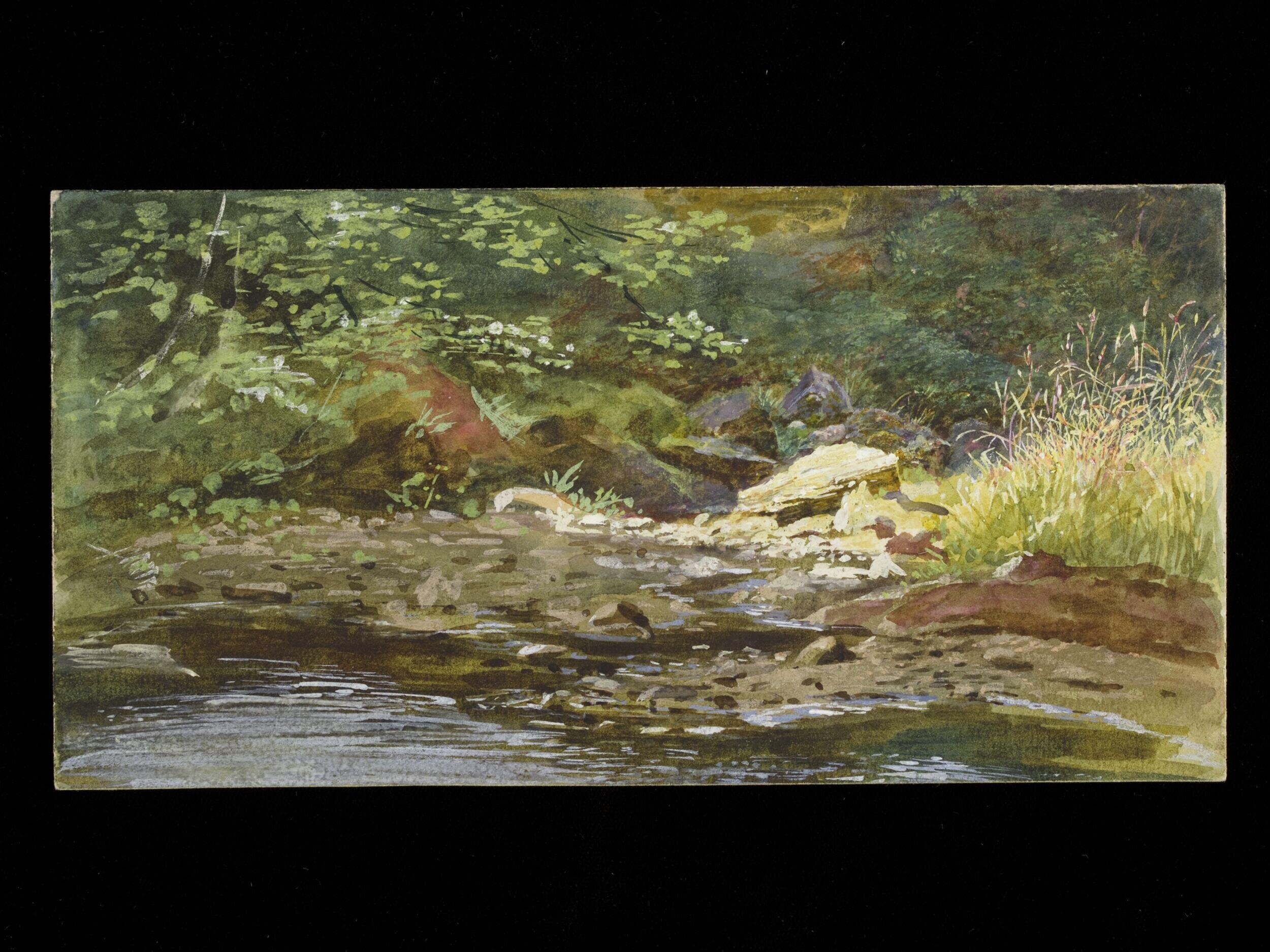 River bank with grasses and trees