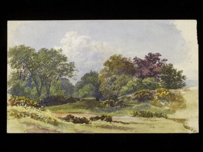 Woodland scene