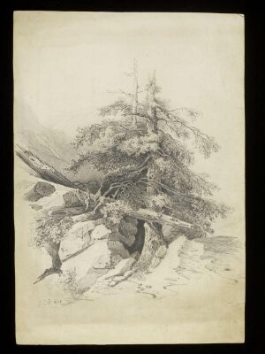 Trees