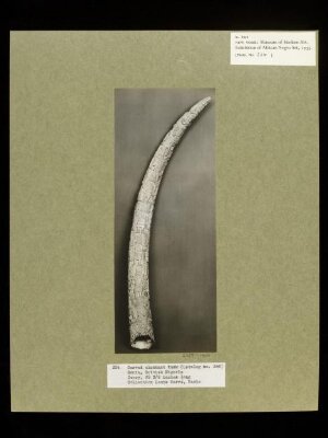 Carved Elephant Tusk.  Benin.