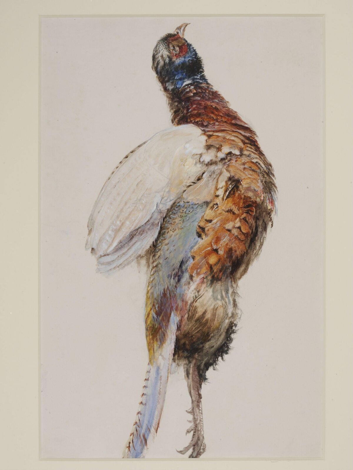 A Dead Pheasant, John Ruskin, ca.1850