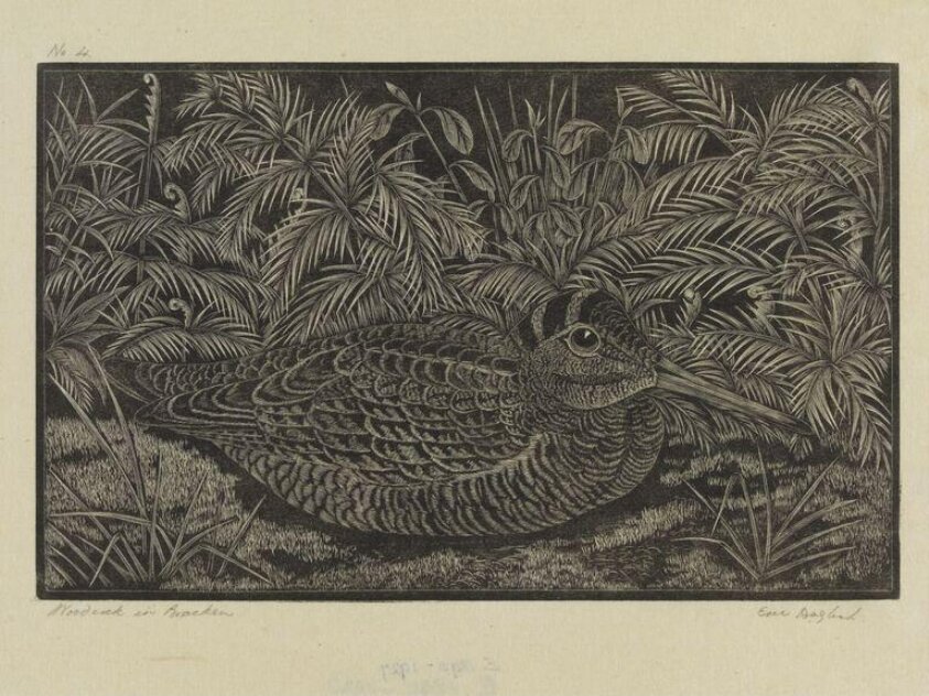 Woodcock in Bracken (mid 1920s) by Eric Fitch Daglish