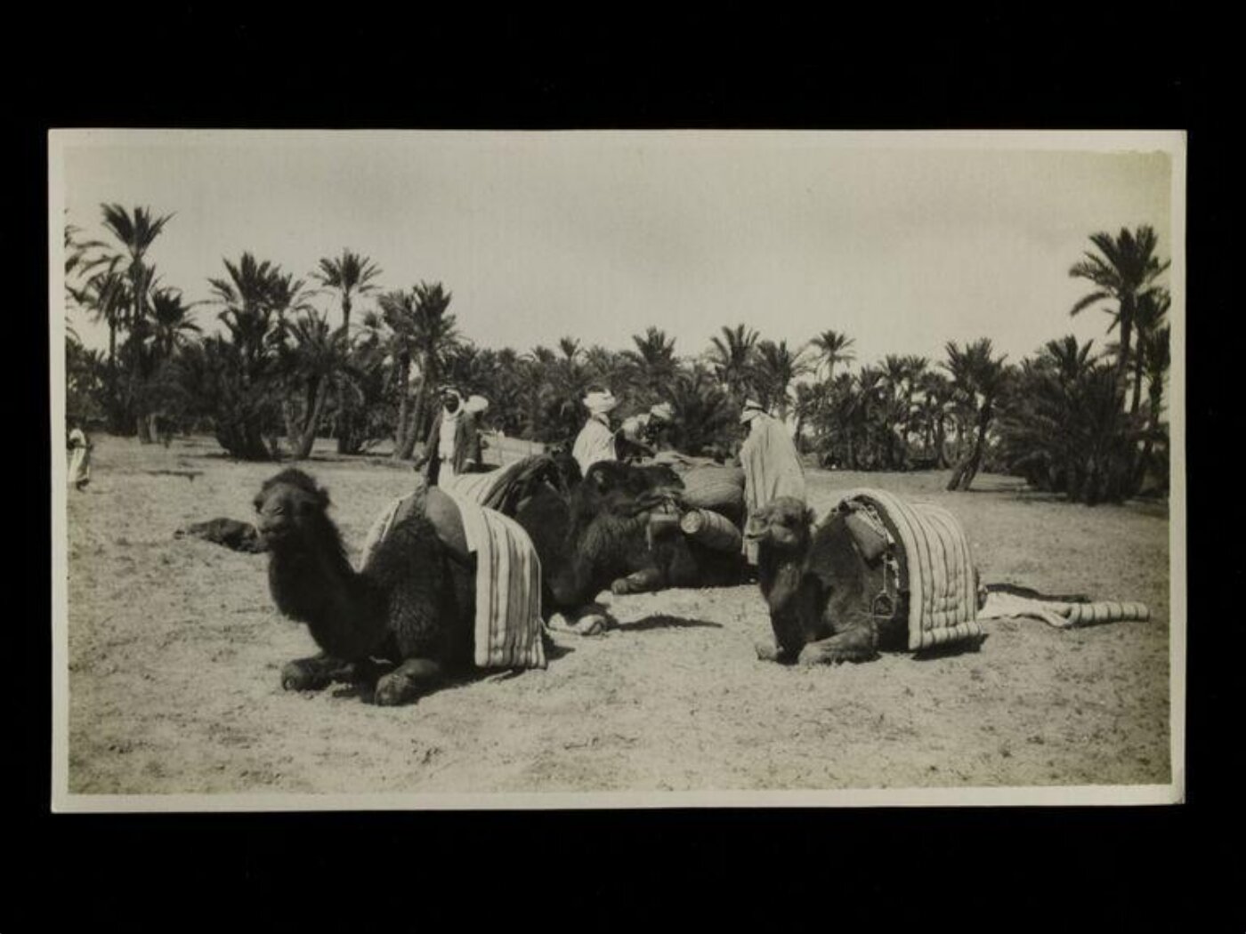 Unknown, Camels with padded covers on their backs resting in front of some palm trees.
