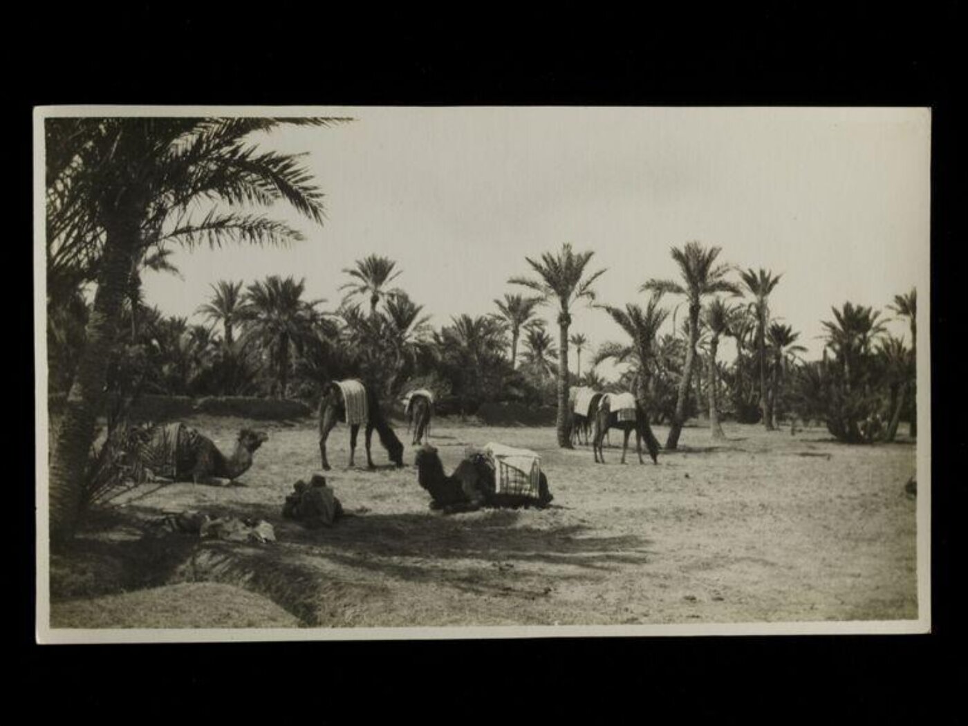 Unknown, Camels resting and grazing near palm trees, Algeria.