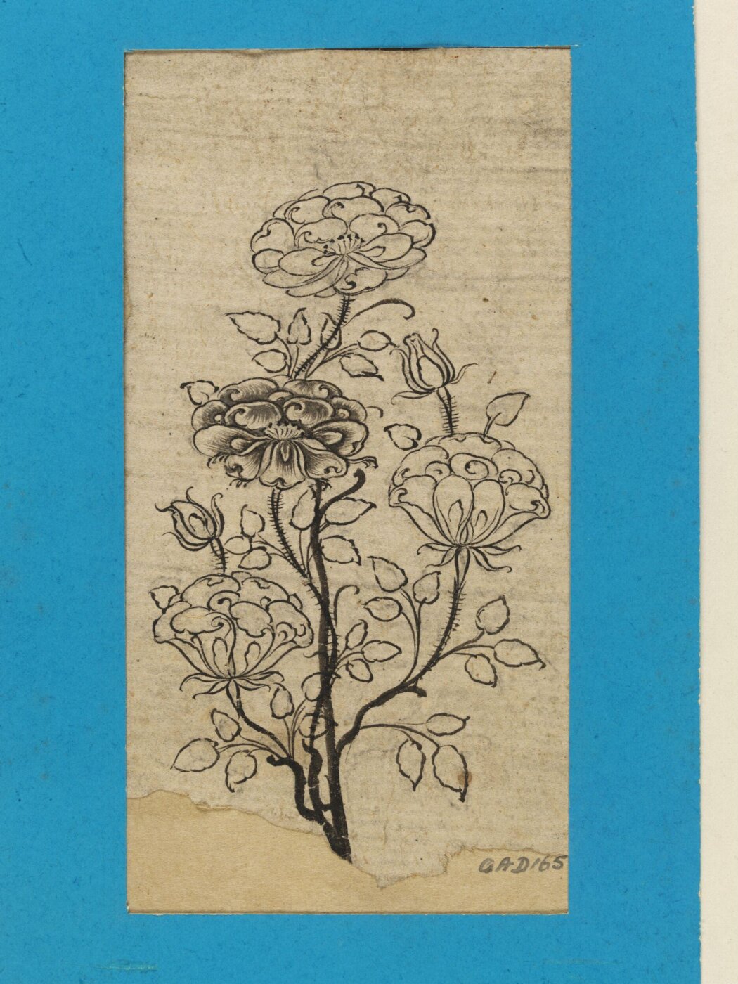 Unknown, Drawing