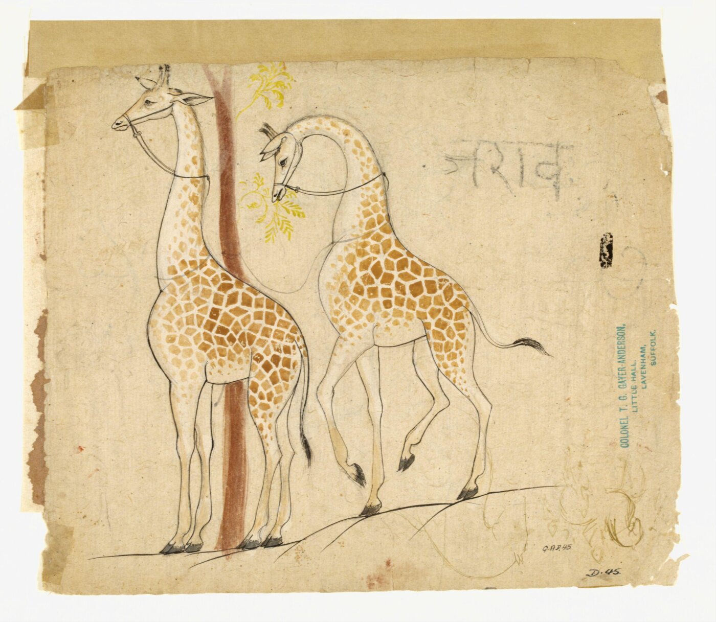 Unknown, Drawing