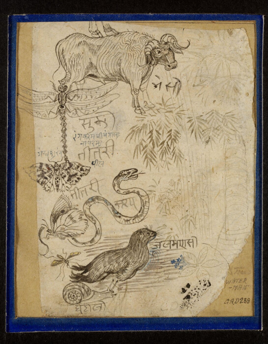 Unknown, Drawing