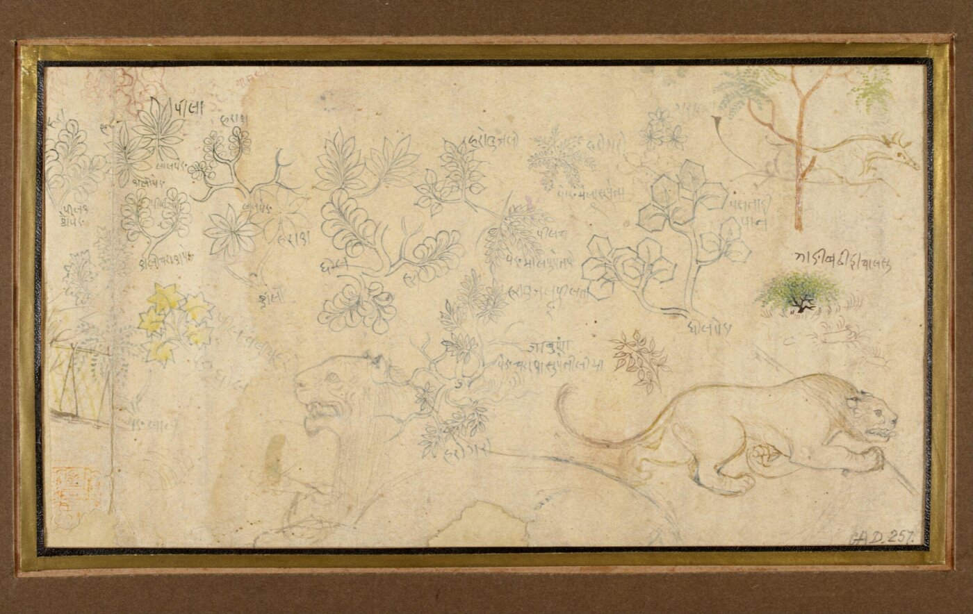 Unknown, Drawing