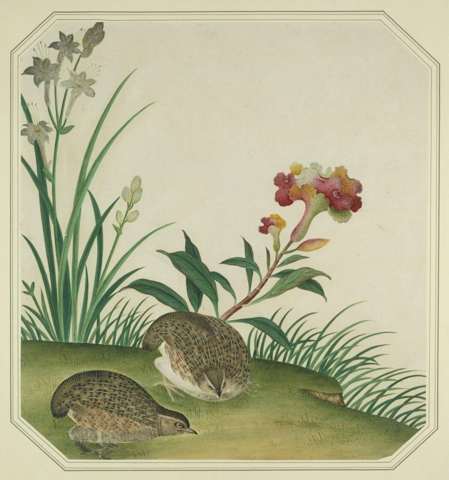 Quails, 1800-1830