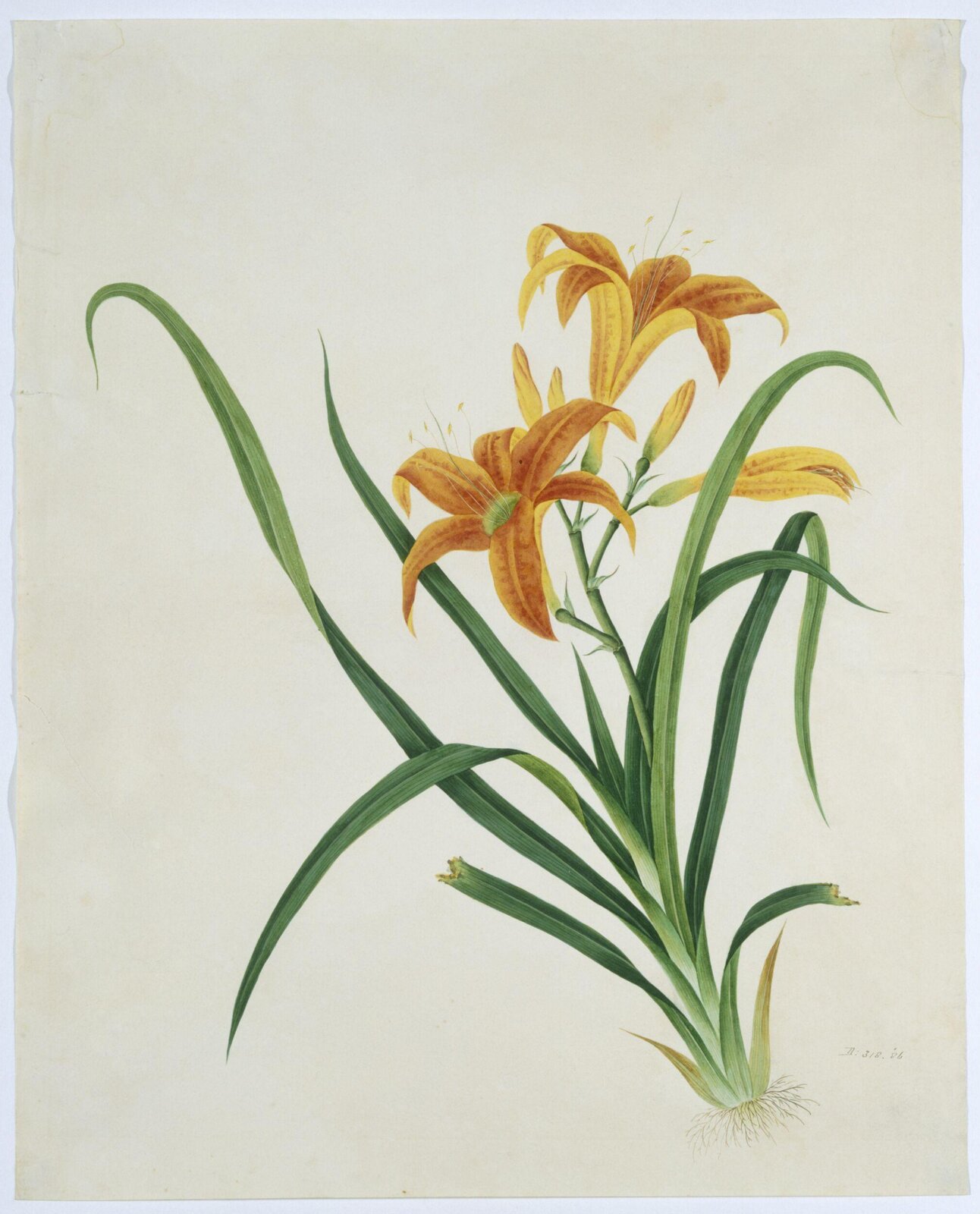 Orange Day Lily, 1800-1830