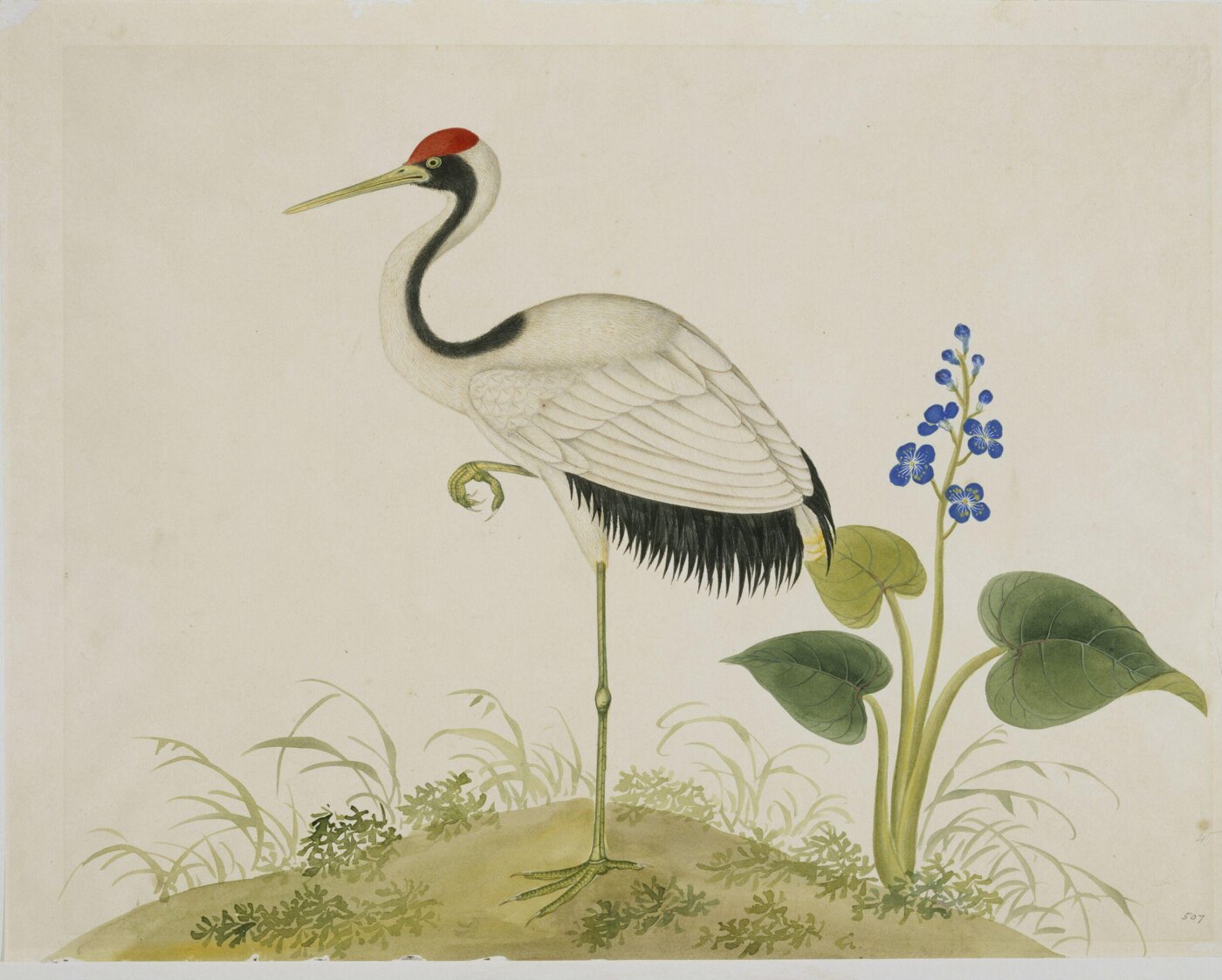 Unknown, Red-Crowned Crane
