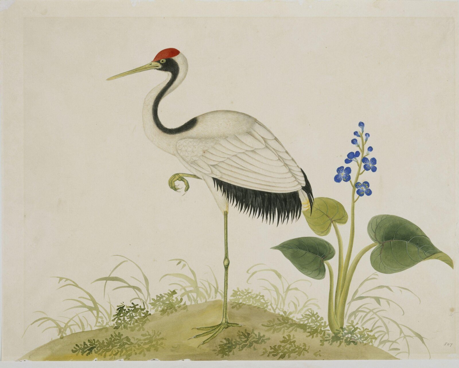 Red-Crowned Crane, 1800-1830
