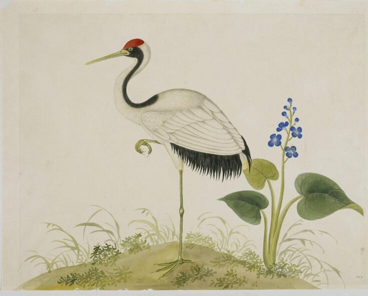 Red-Crowned Crane top image