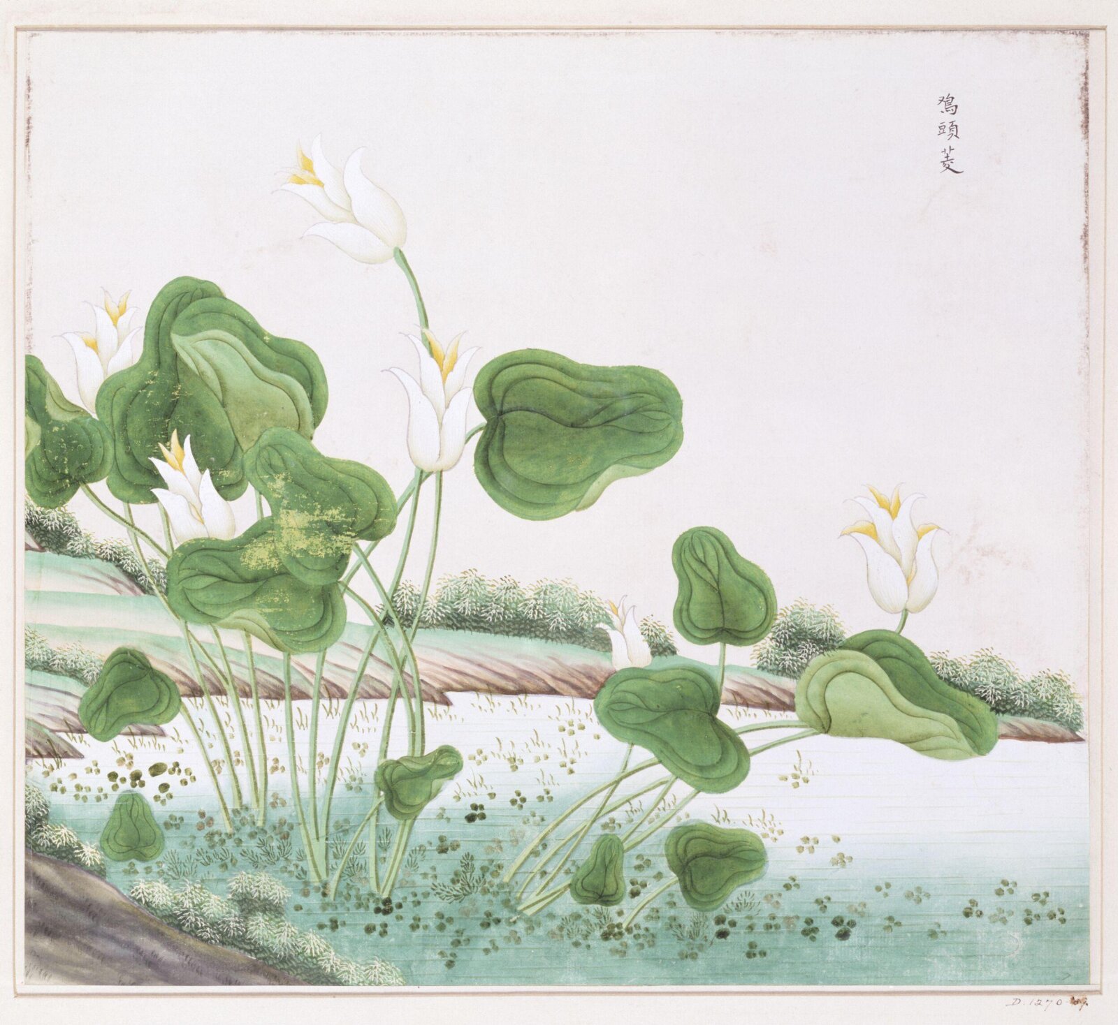 Cock-Head Waterlily, 1770-1790