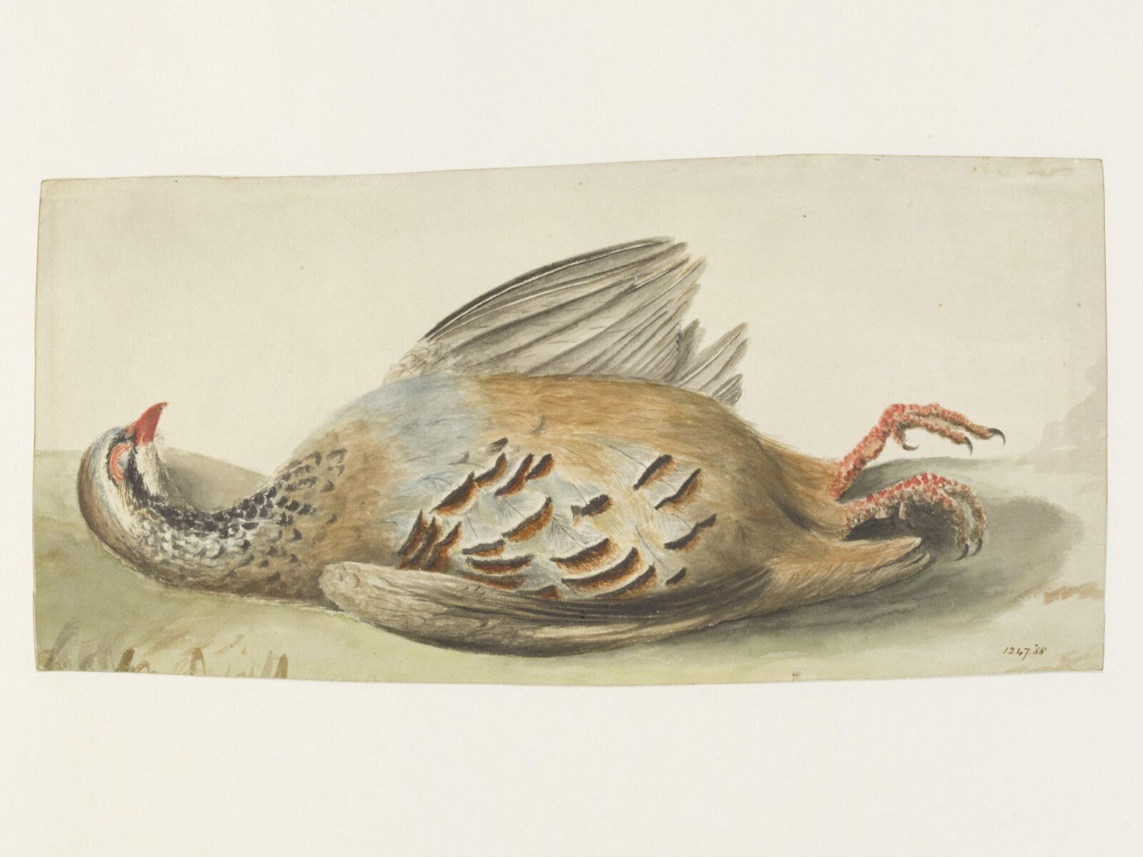 Study of a dead French partridge, John Constable, Possibly ca. 1830 - 1836