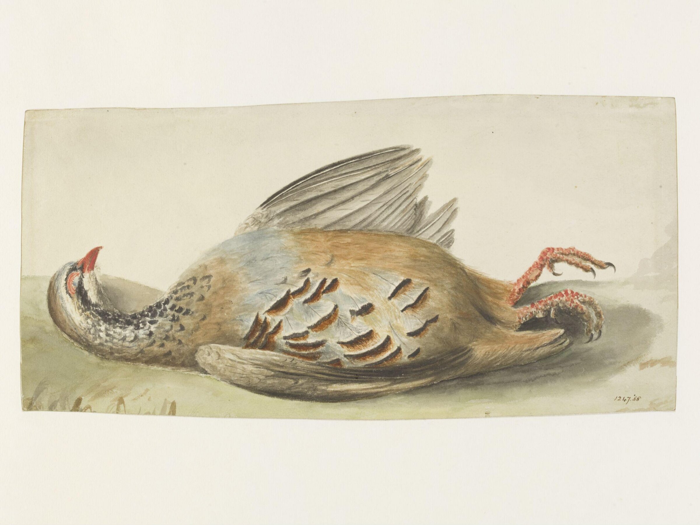 Study of a dead French partridge, John Constable, Possibly ca. 1830 - 1836