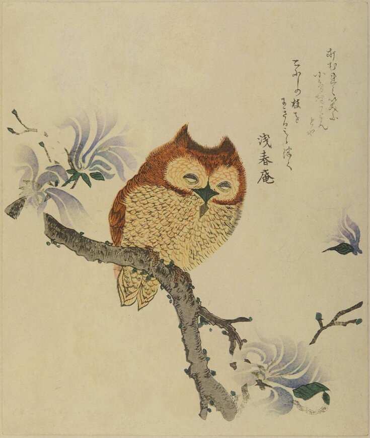 Owl on a Flowering Magnolia Branch top image