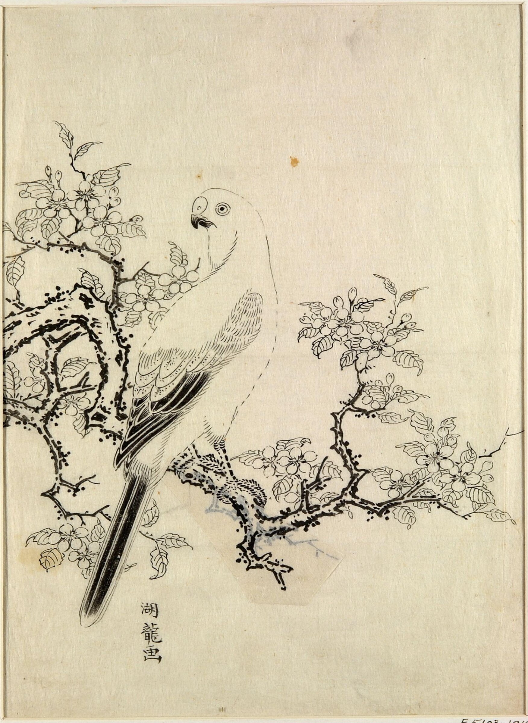 Parakeet on the Branch of a Cherry Tree, Isoda Koryusai, 1772-1789