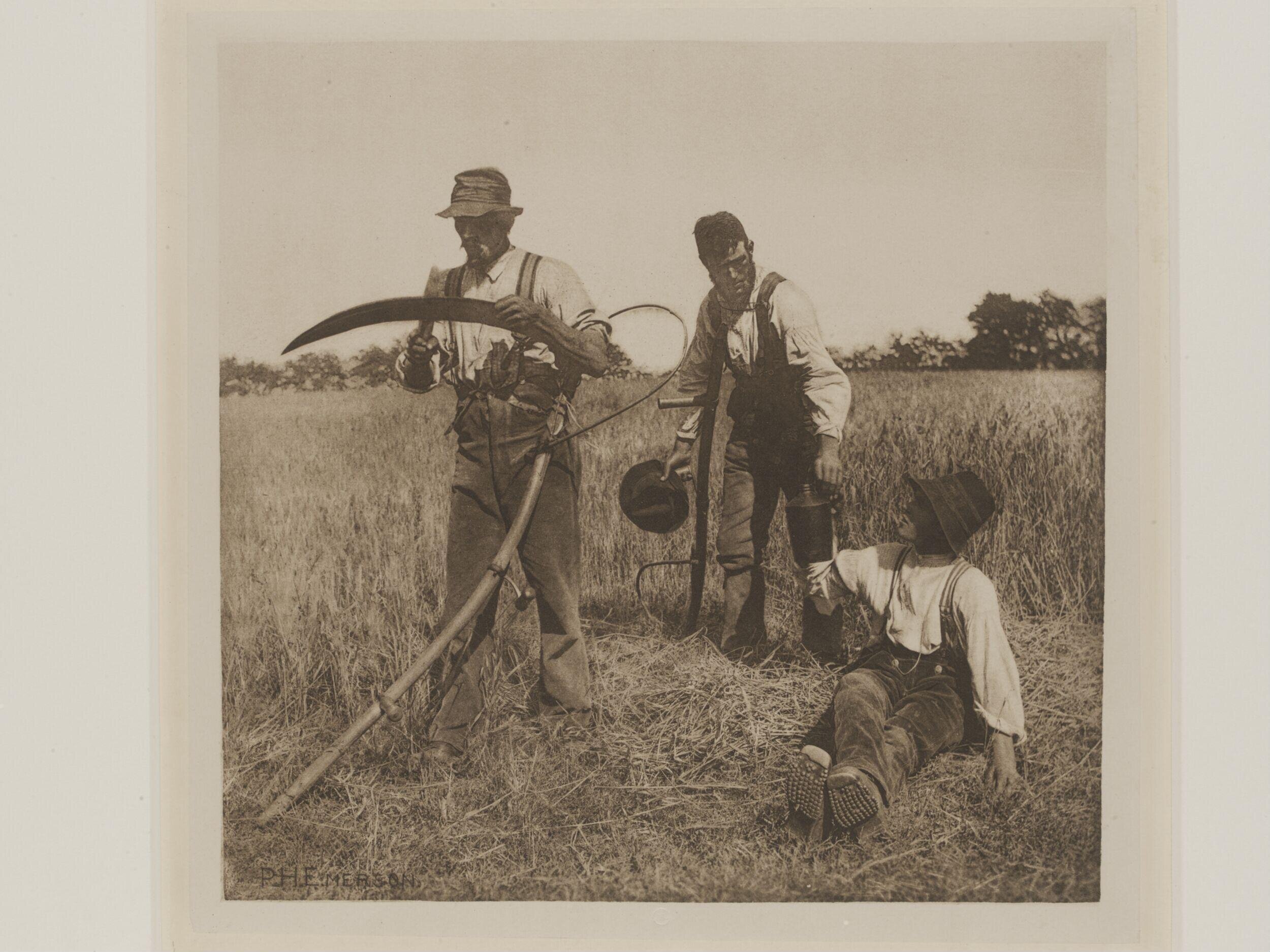 In the Barley Harvest
