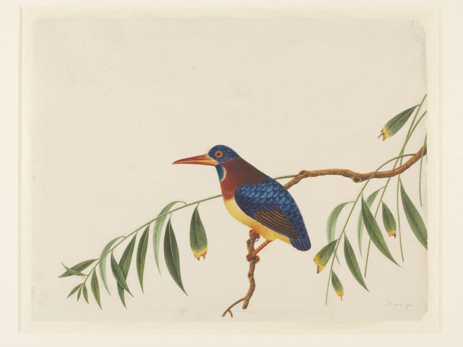 Oriental dwarf kingfisher, 1800-1830