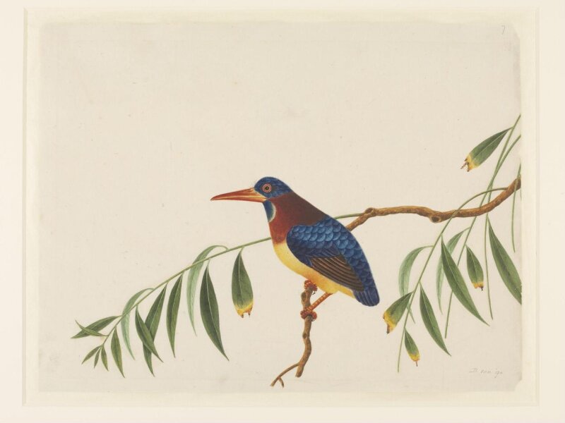 Oriental dwarf kingfisher