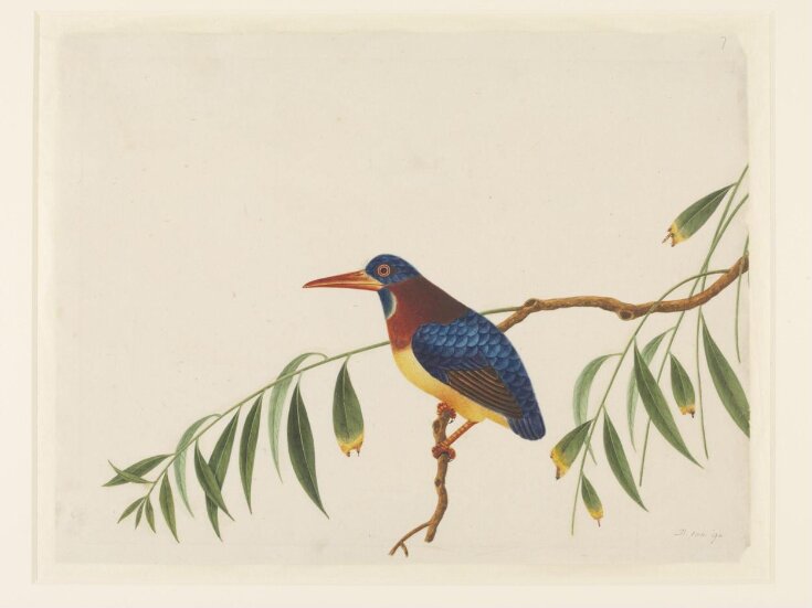 Oriental dwarf kingfisher top image