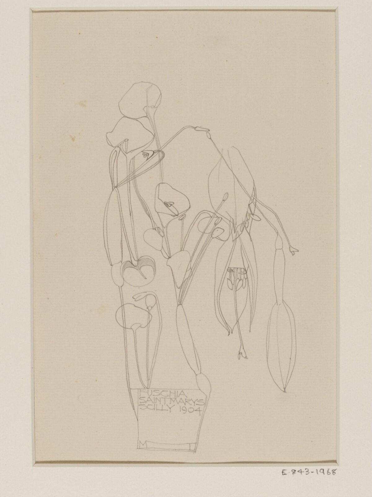 Fuchsia, Charles Rennie Mackintosh, 1904