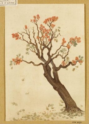 A flowering tree
