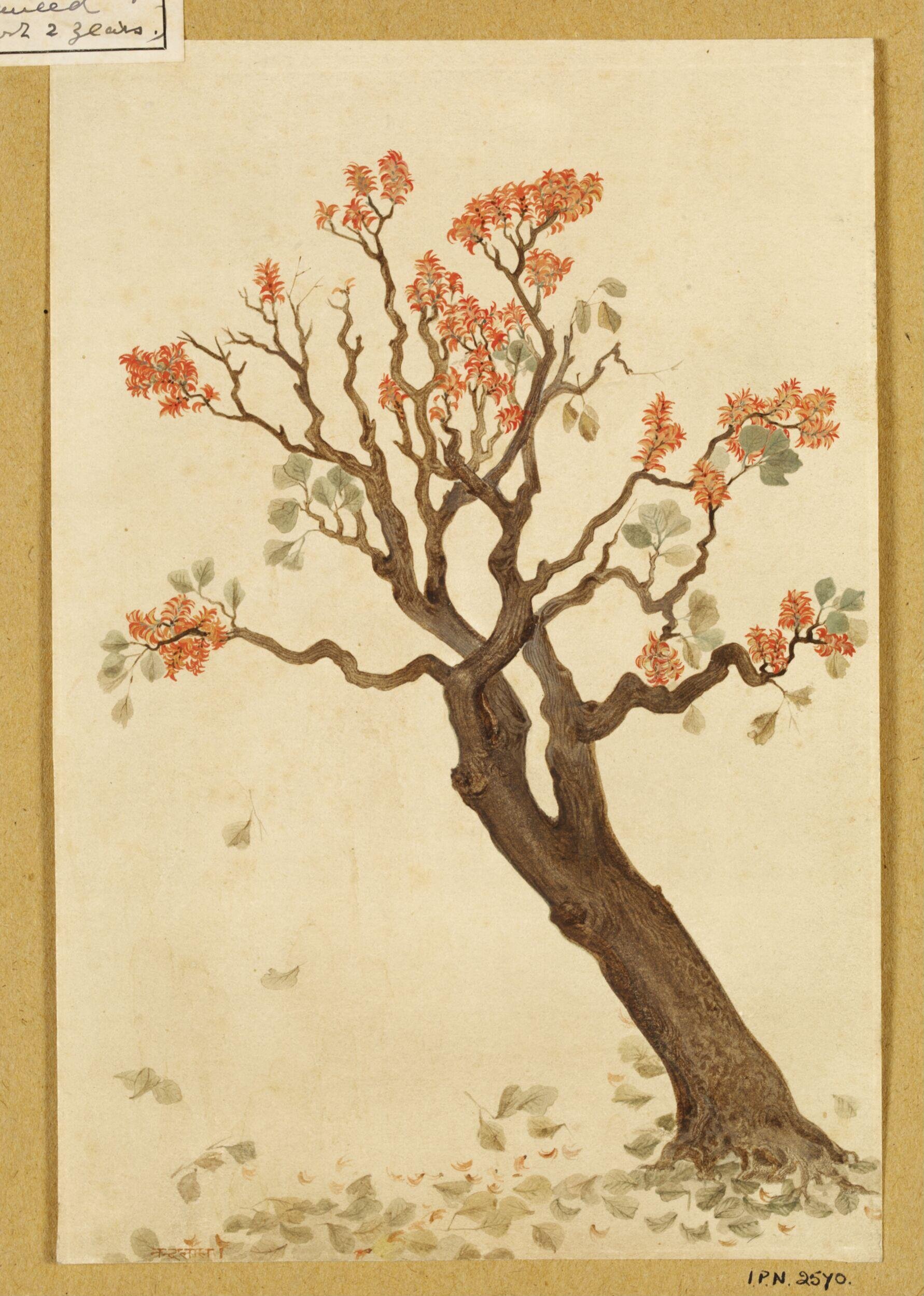 A flowering tree