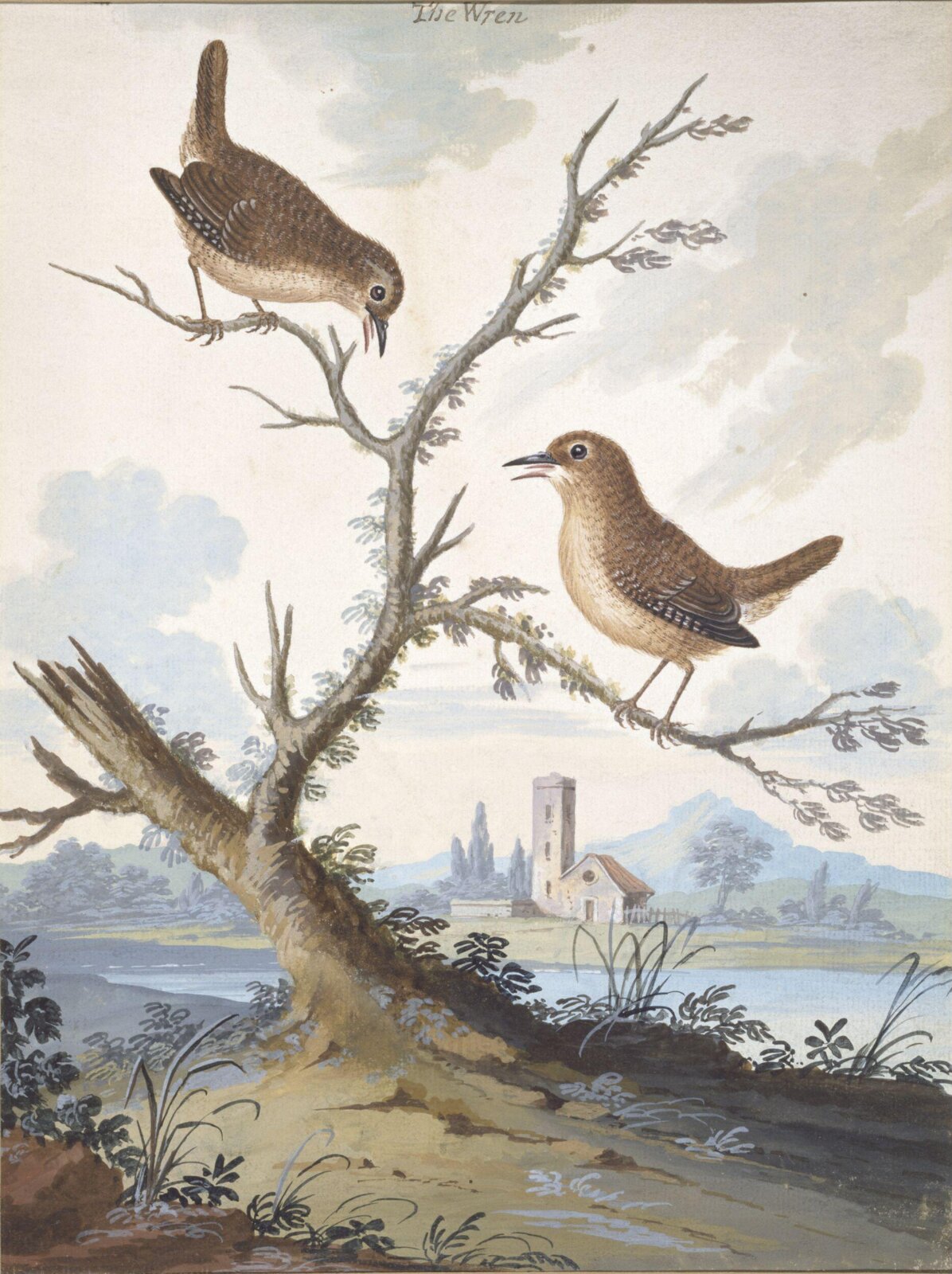 Wrens, George Edwards, ca. 1740