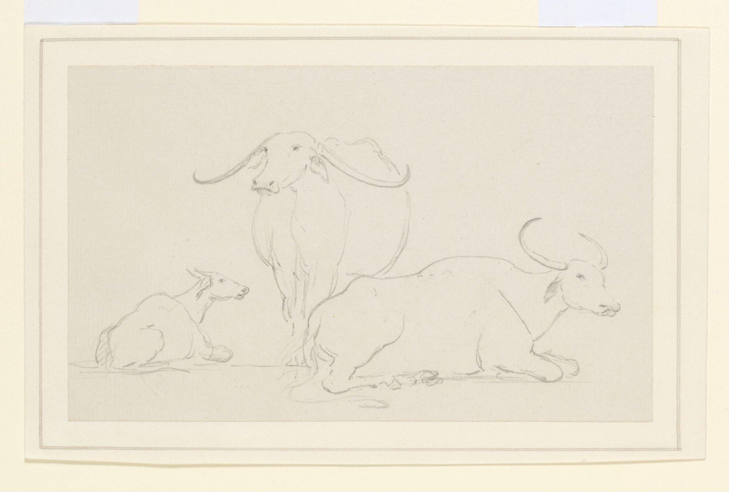 Three bullocks, William Daniell, July 1792