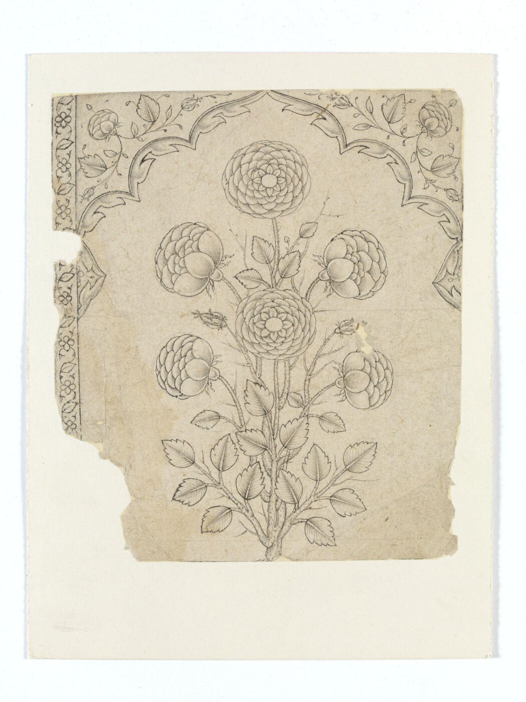 Unknown, Drawing