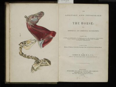 The anatomy and physiology of the horse: with anatomical and questional illustrations