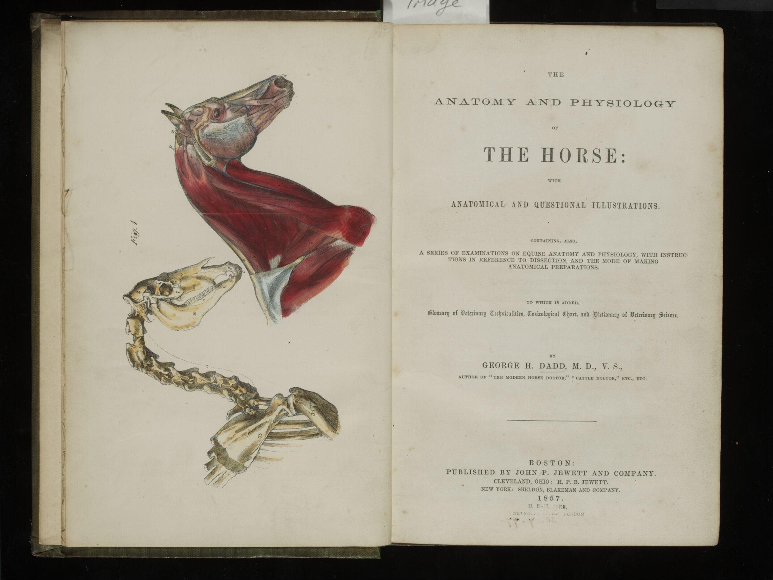 The anatomy and physiology of the horse: with anatomical and questional illustrations