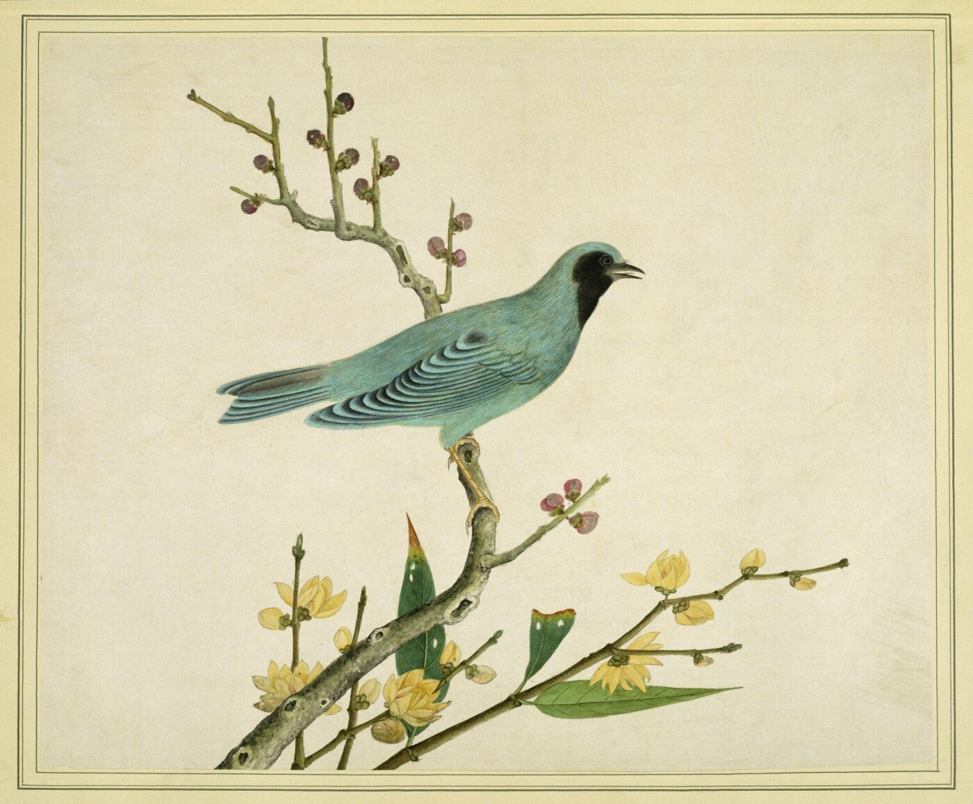 Unknown, Verditer flycatcher