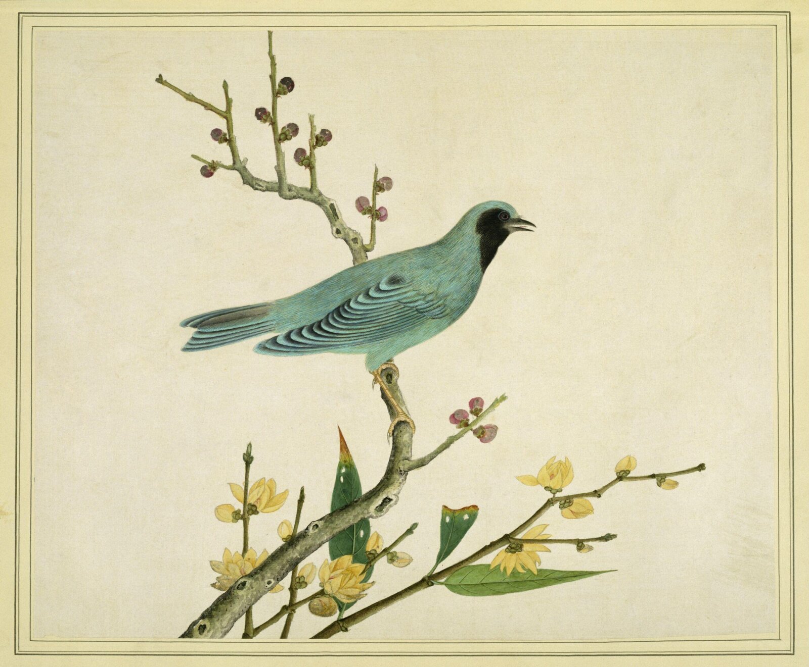 Verditer flycatcher, 1800-1830