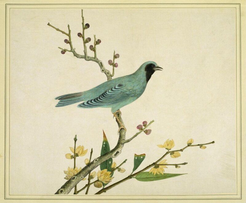 Verditer flycatcher