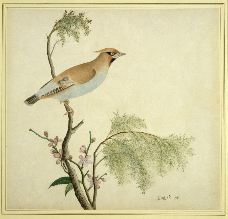 Bohemian Waxwing