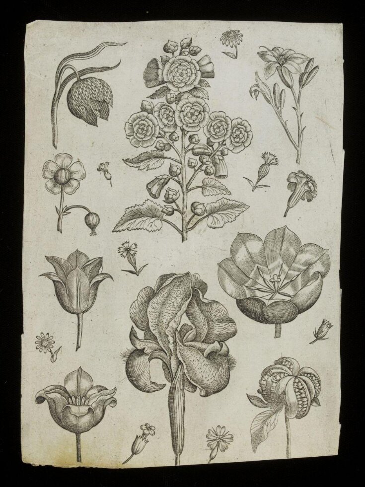 Florilegium top image