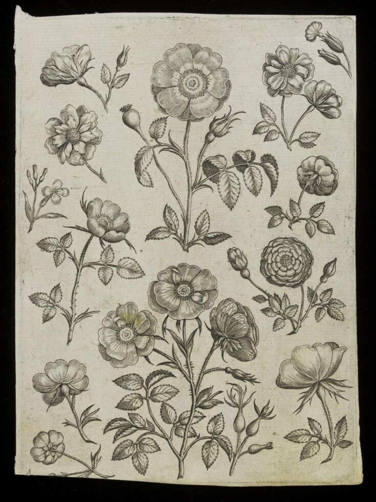 Florilegium top image